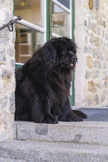 A large black dog sits in front of a door on a stone staircase, Pragser Wildsee, South Tyrol,