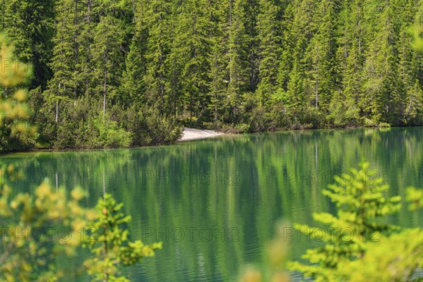 Green forest with a lake, reflection of the trees in the calm water, Pragser Wildsee, South Tyrol,