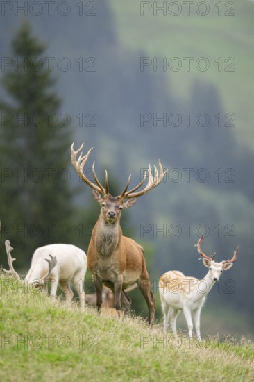 Red deer (Cervus elaphus) stag an d european fallow deer (Dama dama) stags, portrait, tirol,