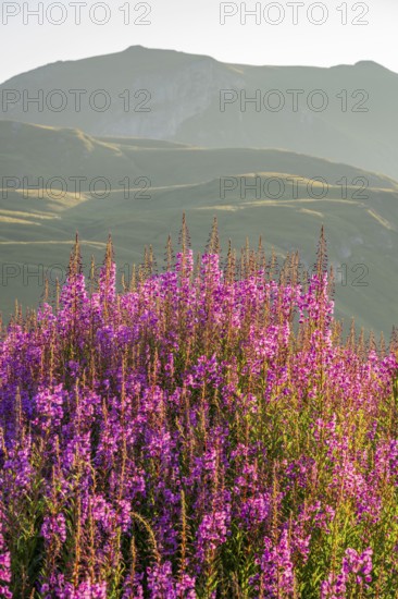 Fireweed (Chamaenerion angustifolium) blooming at sunrise in the Mountains at Hochalpenstraße, view
