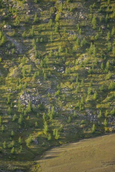 Close-up of trees growing next to Pasterze Hochalpengletscher, Hochalpenstraße, Pinzgau, Salzburg,