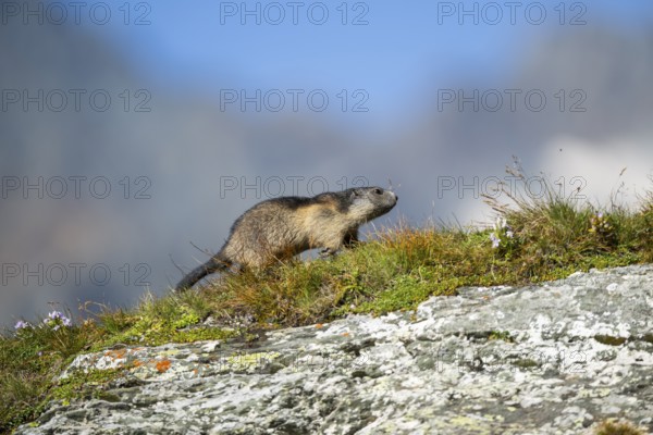 Alpine marmot (Marmota marmota) youngster in autumn, Grossglockner, High Tauern National Park,
