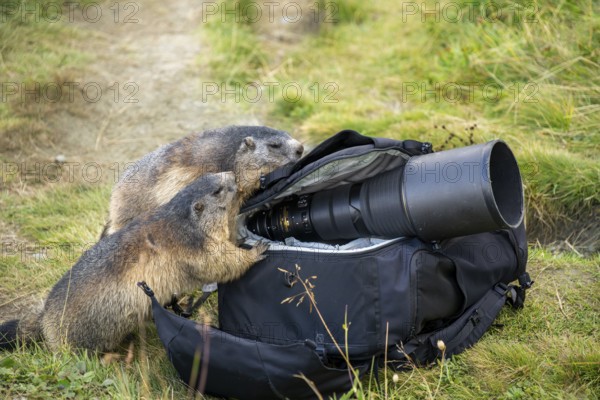 Alpine marmot (Marmota marmota) in autumn, curiously looking into a camera backpack, a nature