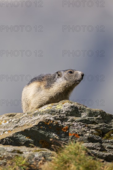 Alpine marmot (Marmota marmota) youngster in autumn, Grossglockner, High Tauern National Park,