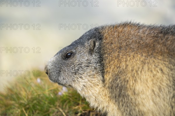 Alpine marmot (Marmota marmota) in autumn, Grossglockner, High Tauern National Park, Austria