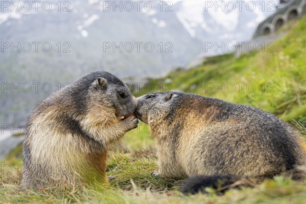 Alpine marmot (Marmota marmota) in autumn, kissing, Grossglockner, High Tauern National Park,