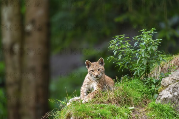 Eurasian lynx (Lynx lynx) youngster on a rock, Austria