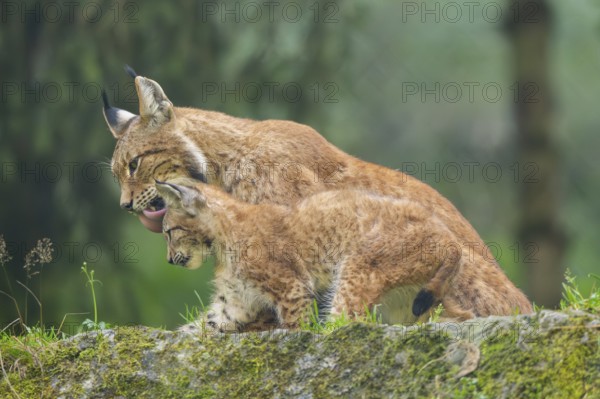 Eurasian lynx (Lynx lynx) mother with her youngster, Austria