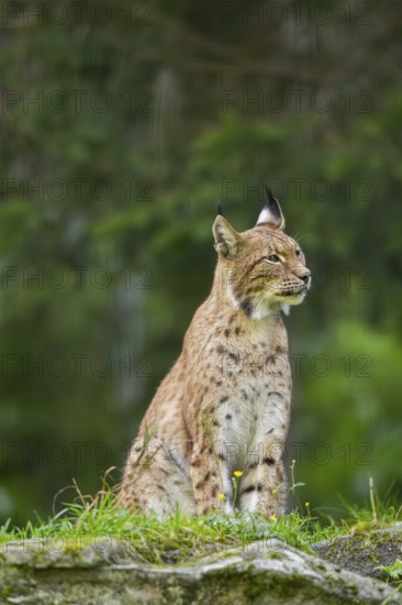 Eurasian lynx (Lynx lynx) on a rock, Austria