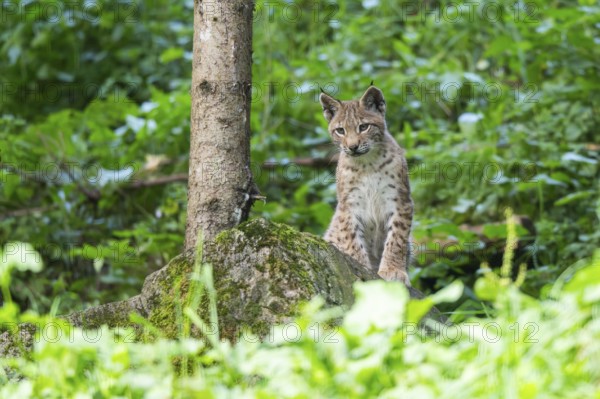 Eurasian lynx (Lynx lynx) youngster in a forest, Austria
