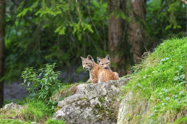 Eurasian lynx (Lynx lynx) youngsters on a rock, Austria