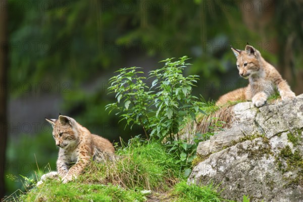 Eurasian lynx (Lynx lynx) youngsters on a rock, Austria