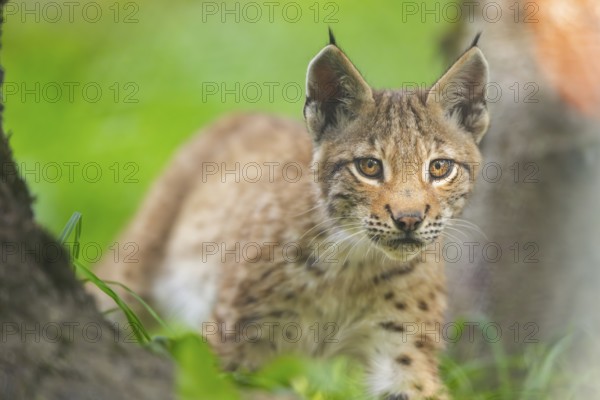 Eurasian lynx (Lynx lynx) youngster, portrait, Bavaria, Germany