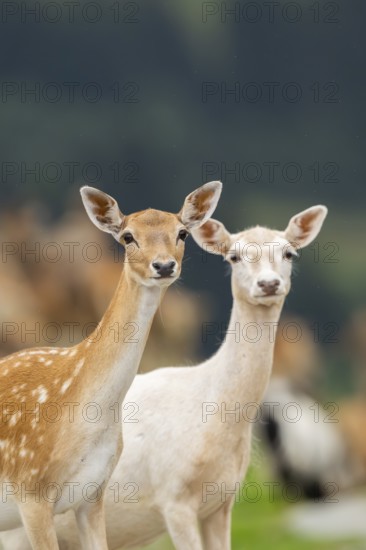 European fallow deer (Dama dama) hinds, portrait, tirol, Kitzbühel, Wildpark Aurach, Austria