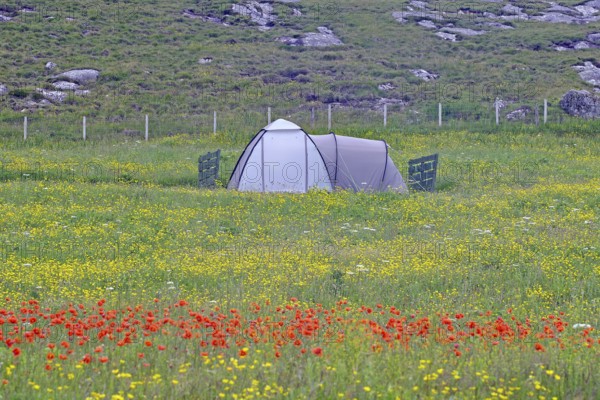 A tent stands in the middle of a colourful flower meadow, surrounded by mountains in summery
