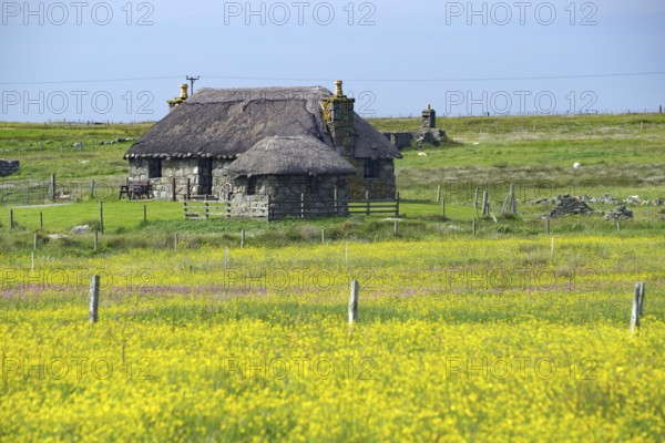 Stone thatched cottage surrounded by a flowering yellow field and green meadow in a rural setting,