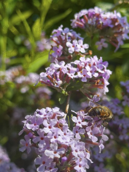 Narrow-leaved summer lilac, narrow-leaved butterfly bush (Buddleja alternifolia), drone sitting on