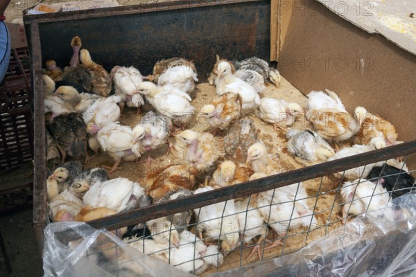 Animal market, Poultry in a trailer, City of Otavalo, Imbabura province, Ecuador