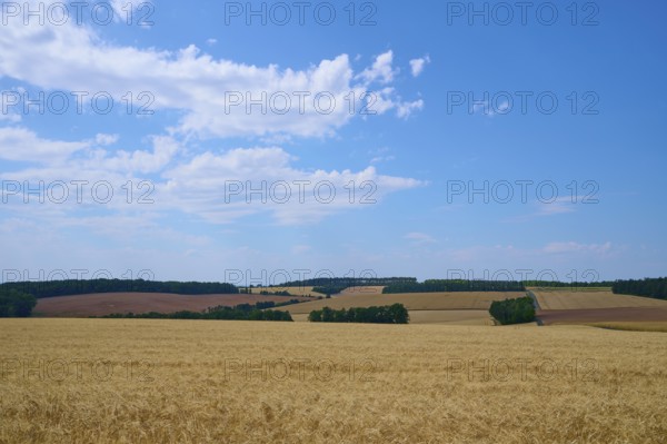 Wide cereal landscape under a blue sky with gentle cloud formations, summer, Retzstadt, Main