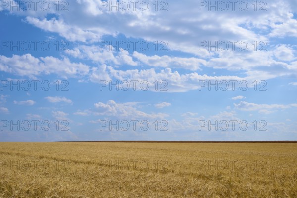 Endless cornfields under a vast blue sky with light clouds, summer, Retzstadt, Main Spessart