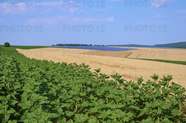 Agricultural field with green sunflowers in the foreground and golden grain fields under a blue