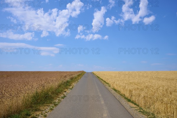 Straight path between golden and brown grain fields under a clear summer sky, summer, Retzstadt,