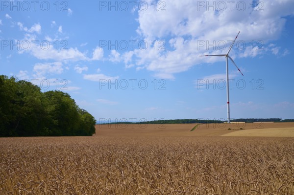 Single wind turbine next to spelt wheat field and forest under slightly cloudy sky, summer,