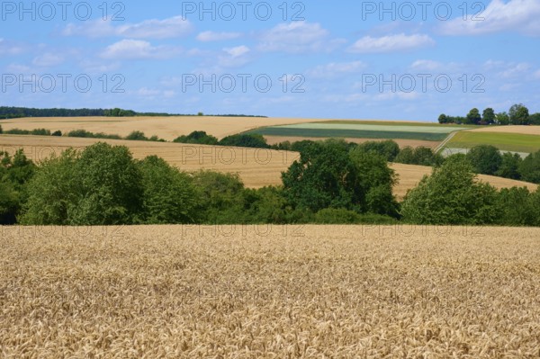 Wide grain fields under a blue sky with scattered trees and rolling hills, summer, Miltenberg,