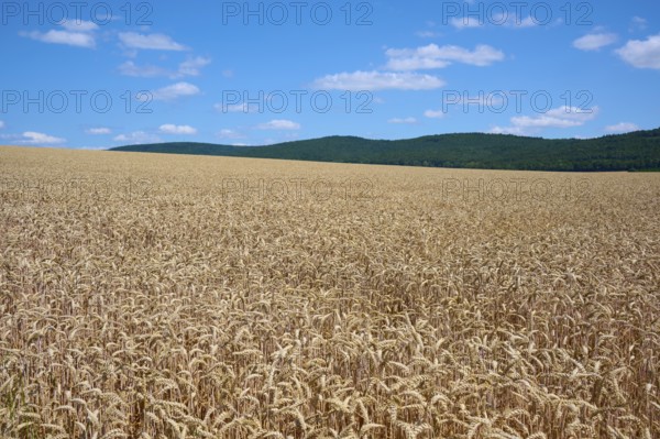 Gentle hills with extensive wheat fields under a sunny, blue sky, summer, Miltenberg, Miltenberg