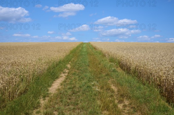 A green path divides the golden wheat field under a blue sky with clouds, summer, Miltenberg,