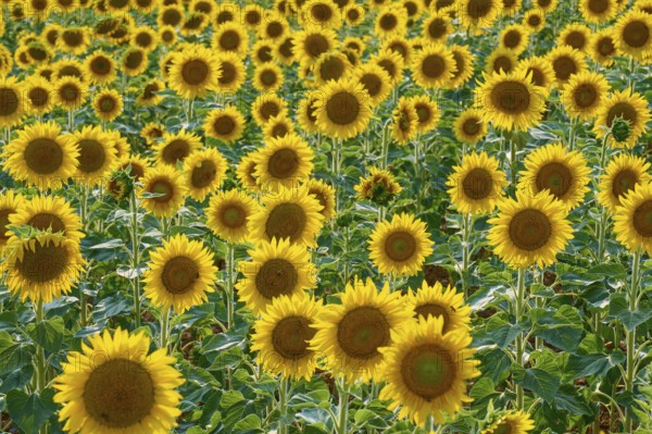 A field full of sunflowers in full bloom on a bright day, summer, Thüngen, Main Spessart district,