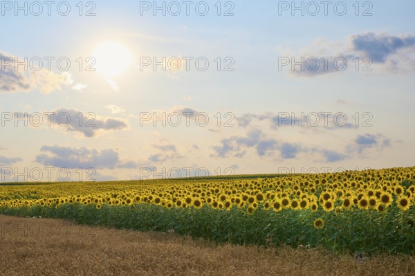 Wide sunflower field at sunset, softly lit, summer, Thüngen, Main Spessart district, Bavaria,
