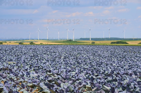 Wide landscape with wind turbines in the background and red cabbage plants in the foreground,