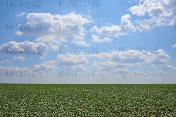 Endless sugar beet field under a blue sky with white clouds, Hausen, Würzburg district,