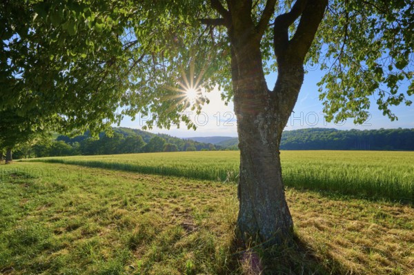 A large cherry tree in the foreground with sunbeams behind it on a green meadow, summer,
