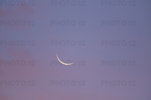 Narrow crescent moon in the blue and pink morning sky, Miltenberg, Miltenberg district, Spessart,