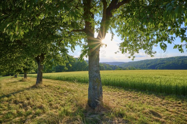 Several cherry trees in a row in a meadow with sunbeams in the background, summer, Reichartshausen,