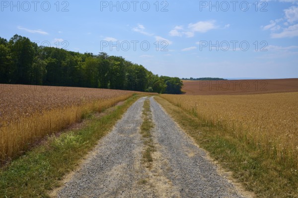 Small gravel path leads through two cornfields towards the forest under a blue sky, summer,