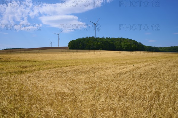 Wide barley field with wind turbines against a wooded background and blue sky, summer, Retzstadt,