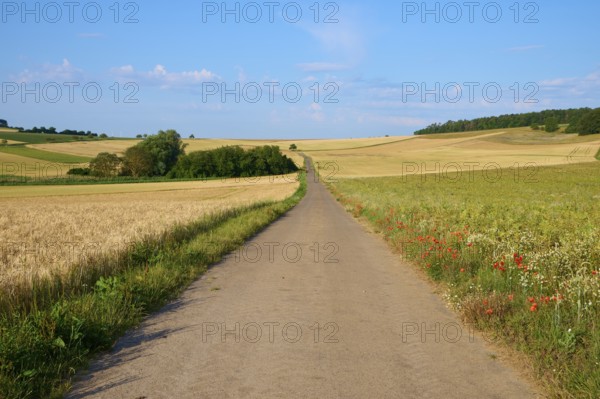 A narrow country lane between grain fields under a blue sky with few clouds, summer, Höhefeld,