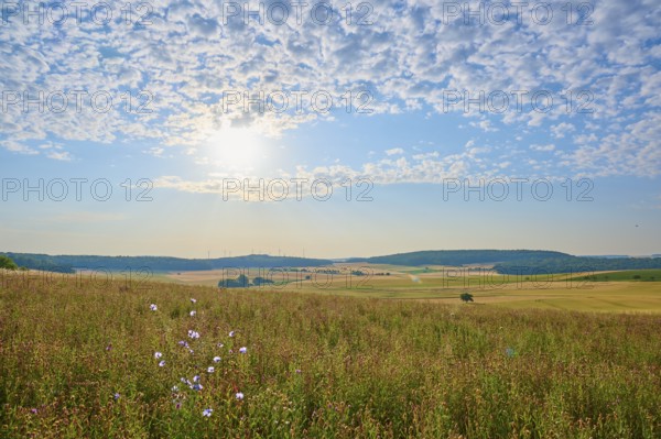 A field of wild flowers under a blue sky with different cloud patterns, summer, Höhefeld, Wertheim,