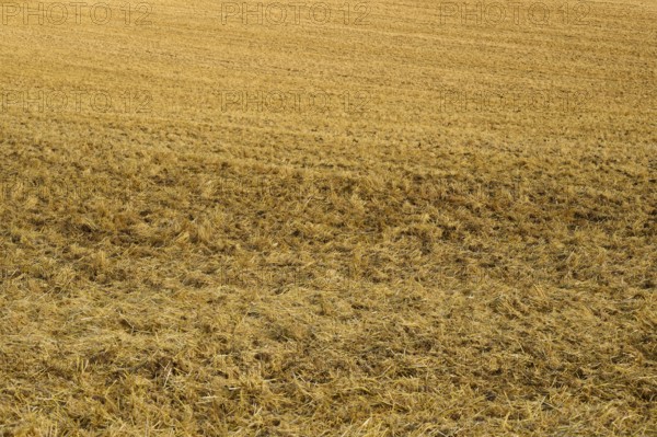 Close-up of a mown field with straw covering the brown soil, summer, Höhefeld, Wertheim,