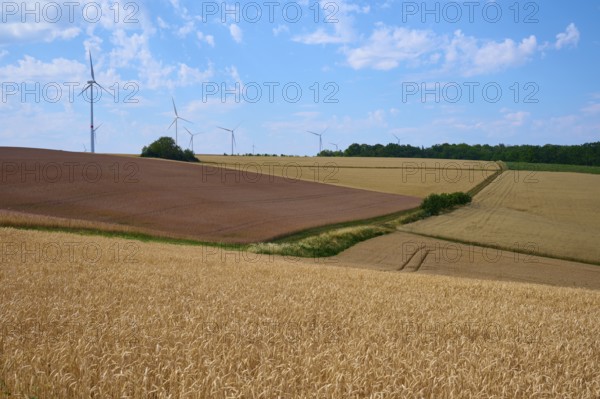 Gently rolling hills with windmills and cornfields under a sunny sky convey peace and harmony,