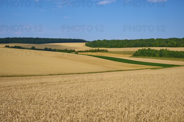 A wide panorama of grain fields and forests under a bright sky shows the natural beauty of the