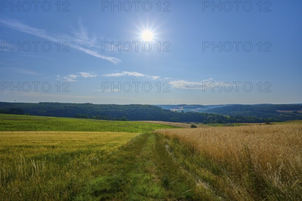 Landscape with fields and forest in the background, the sun shines in the blue sky, summer,