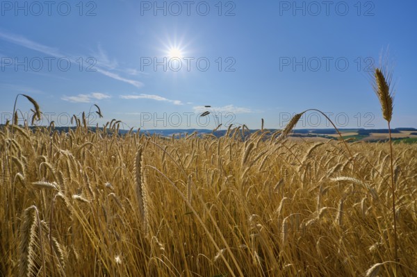 Close-up of rye grain ears swaying in the wind under the bright sun, summer, Wenkheim, Werbach,