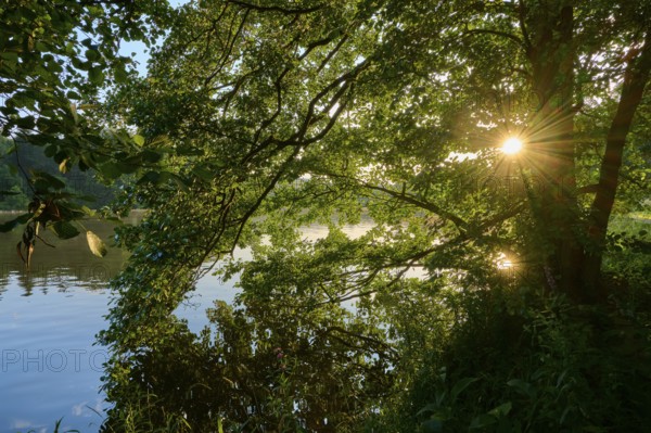 Sunlight breaks through dense treetops and illuminates the banks of the tranquil River Main,