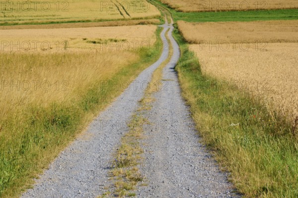 Narrow field path leads through ripe golden yellow wheat fields under a clear sky, summer,