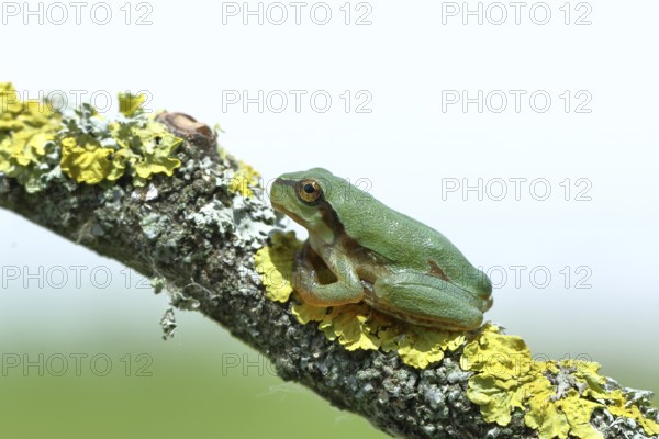 European tree frog (Hyla arborea) sitting on a lichen-covered branch in its natural environment,