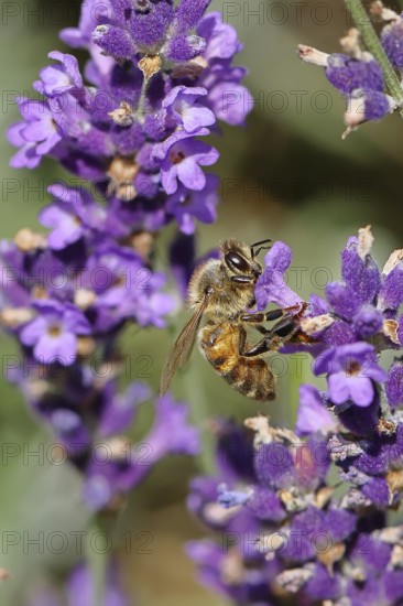 Honey bee (Apis mellifera) on a lavender flower (Lavandula angustifolia), macro photograph,